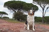 BERGER AUSTRALIEN 121